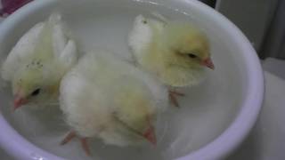Chicken Pasty Butt Cleaning