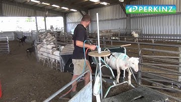 PERKINZ DrenchMaster Sheep-handler.  July 2019