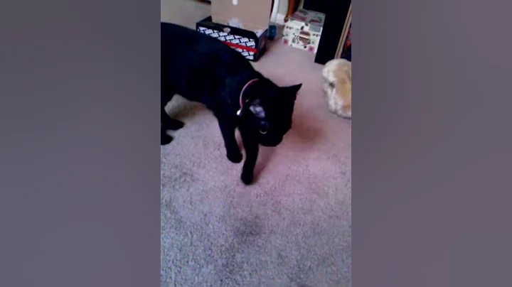 hiding cat