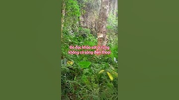 Đo RTK ở rừng với máy Geomate SG5 phát radio trong