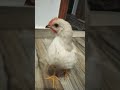 اغاني عن الفراخ القديمه