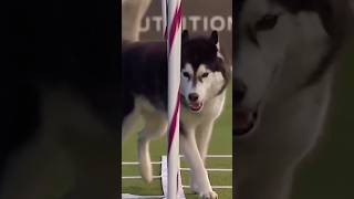 Wait for the last one #huskies #dogs #dogcompetitions