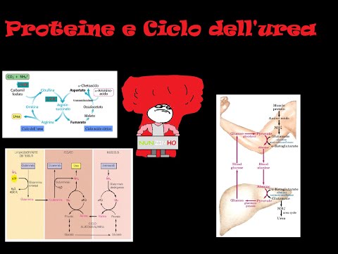 "Proteine e Ciclo dell&rsquo;urea" loquendo by nunzinho91
