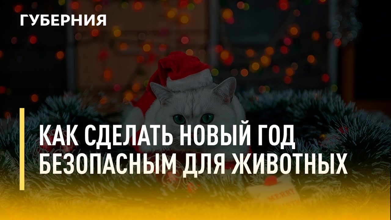 Как сделать Новый год безопасным для животных. Утро с Губернией. 30/12/2021. GuberniaTV