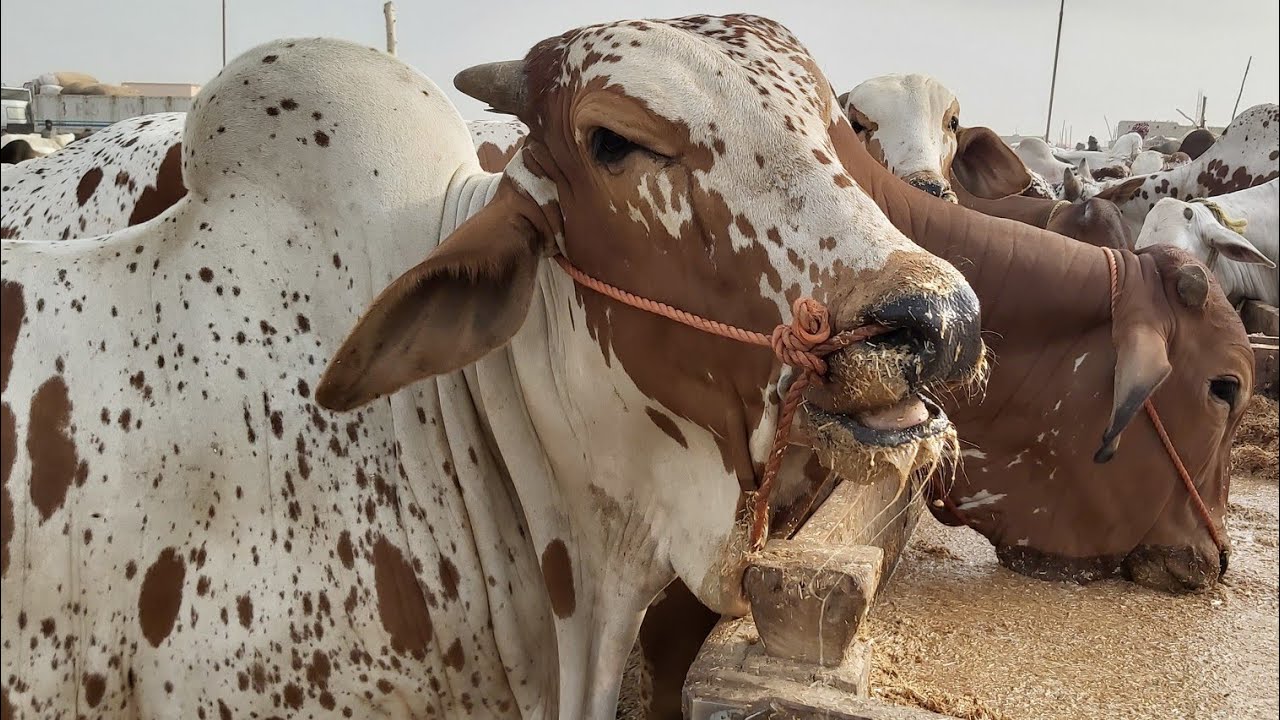 🔴 Live SODA HO GAYA At Sohrab Goth Cow Mandi Block 38 Latest Updates of Cow Mandi Karachi 2019