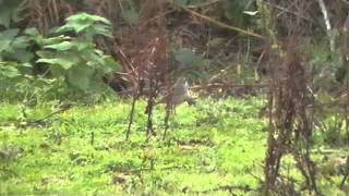 BLUETHROAT CARN FRIARS 12/10/11