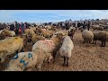 حركه سوق الغنم في مدينه إدلب كفر جالس 28\\1\\2026 اسعار للحم وغنم الجنيه العواس ولاعلاف المعز المجنوي 