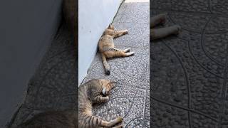 Pewe Nya Bisa Teratur Gini Yak Kalian  cat catshorts