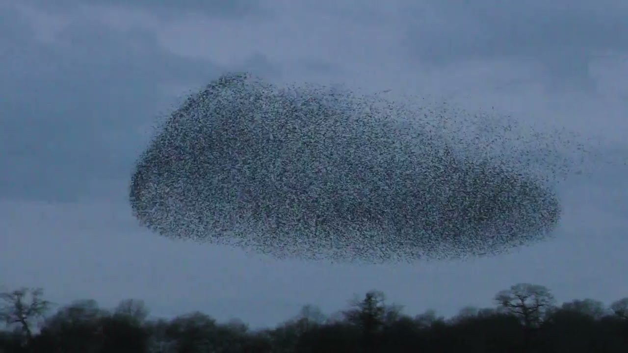 Murmuration Official Video by David S 22 Feb 2026 Norfolk UK 535pm pt2of2 4k Birds Starlings