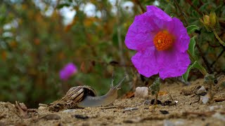SPRING, the 3rd episode of the wildlife doc series made in Maremma, Italy, the wildest Tuscany.