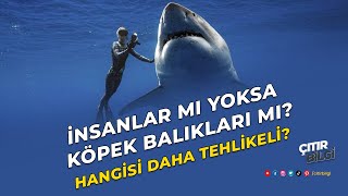 İnsan Vs Köpekbalığı - Hangisi Daha Tehlikeli ?