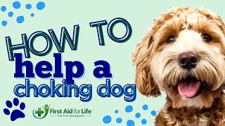 How To Help a Choking Dog