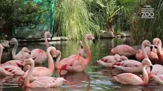 Flamingo Roundup at Reid Park Zpp
