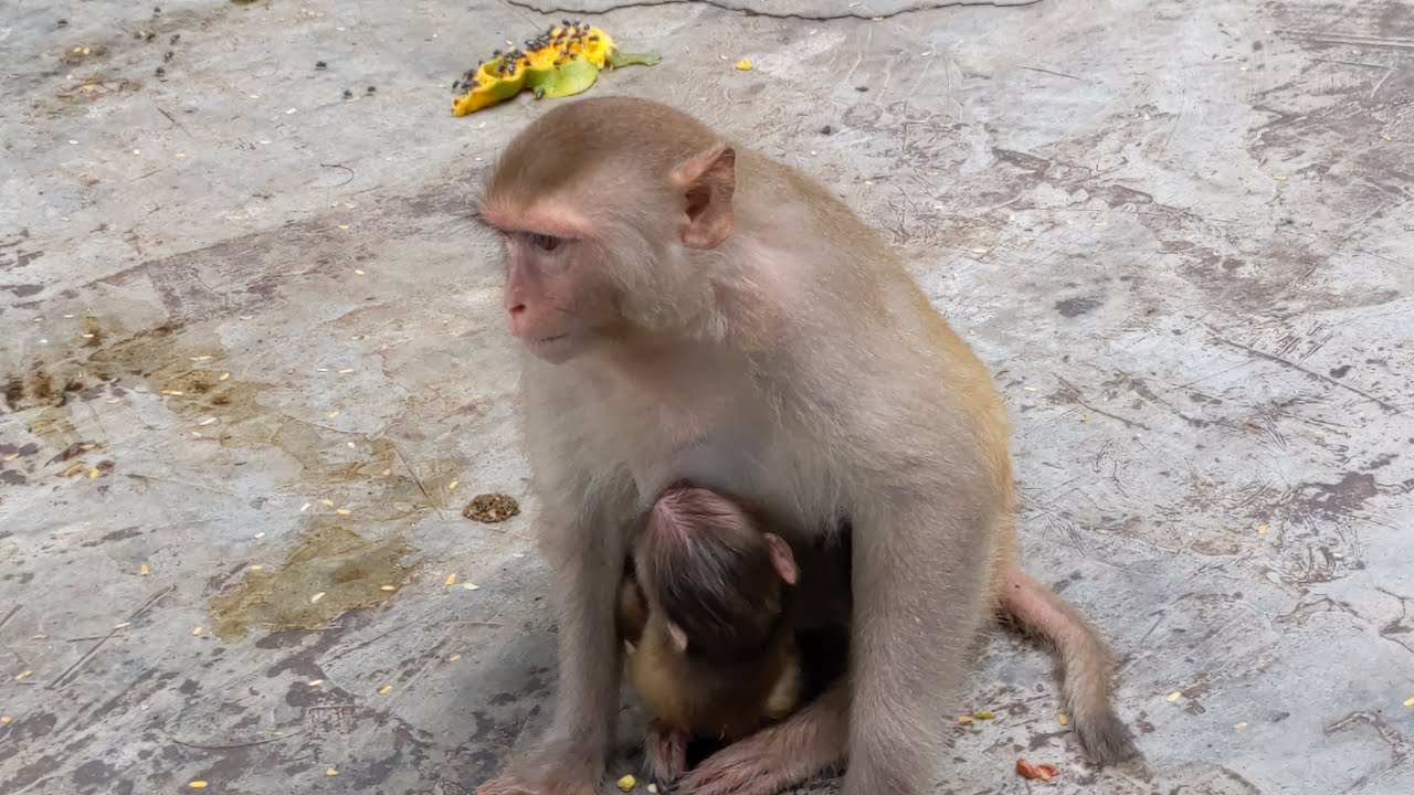 Obedient Dodo Mori Donal And Moly Sitting Wait Mom Mixed Milk - Animals Life Facts