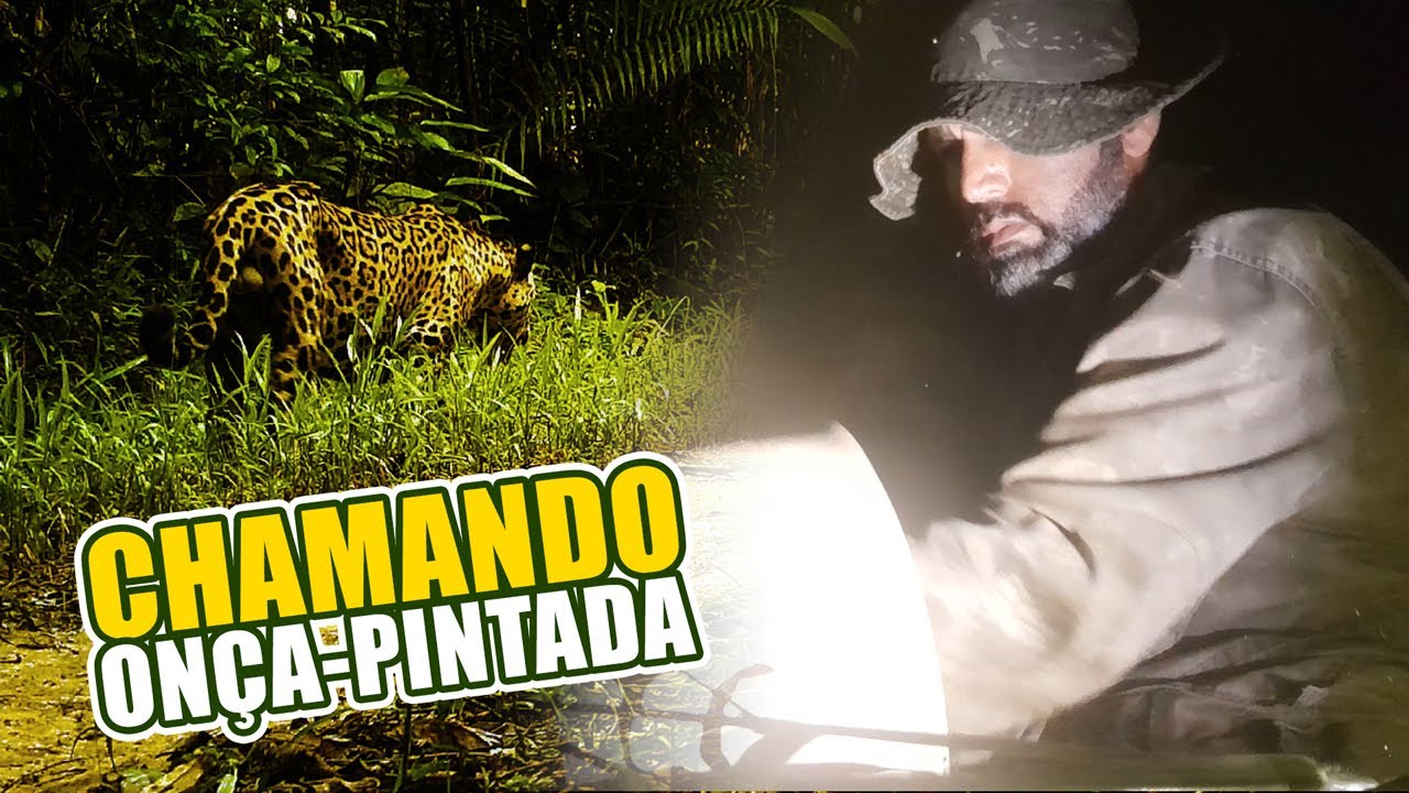 IMITANDO O ESTURRO DA ONÇA PINTADA