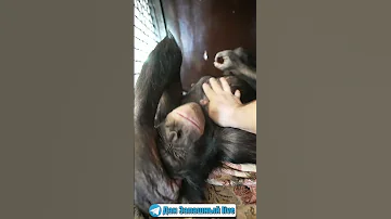 #shorts НАУЧИЛ ШИМПАНЗЕ УТРОМ ХОДИТЬ на ГОРШОК!