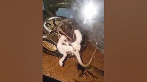 Queen eating