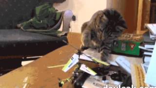 Against stupid cat