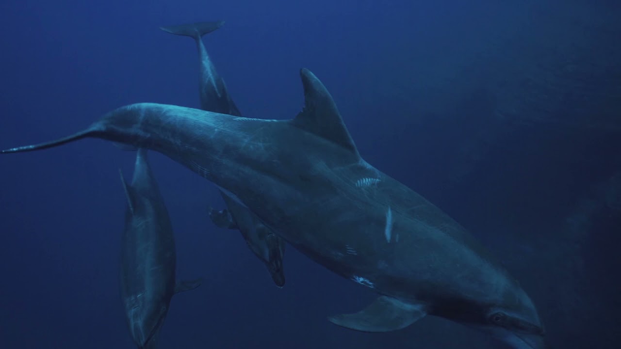 FIN PROJECT - Dolphin Citizen Science Project - Bottlenose Dolphins in Revillagigedo / Socorro