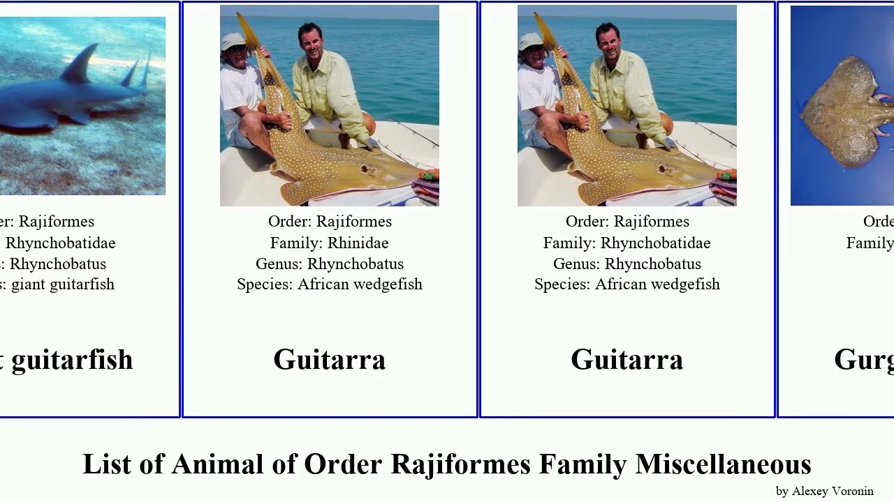 List of Animal of Order Rajiformes Family Miscellaneous butterfly ray giant guitarfish Stingray