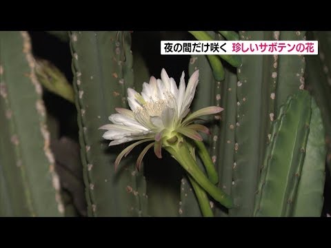 珍しいサボテンの花 夜の間だけ咲き誇る Youtube