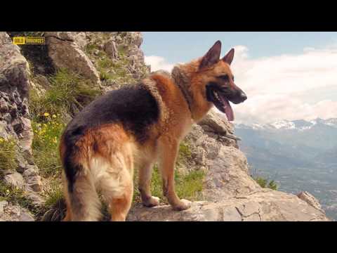 Annonce Chien Berger En Tunisie Goldannonces Animaux