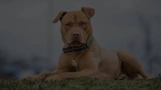 Apbt Tribute By Pitbull Kerala Team