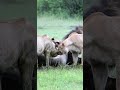 Lion Hunting Wildebeest | Wild Life