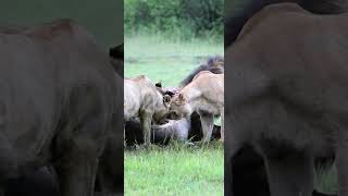 Lion Hunting Wildebeest | Wild Life