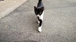 公園でやたらと甘えてくるハチワレ猫に出会った