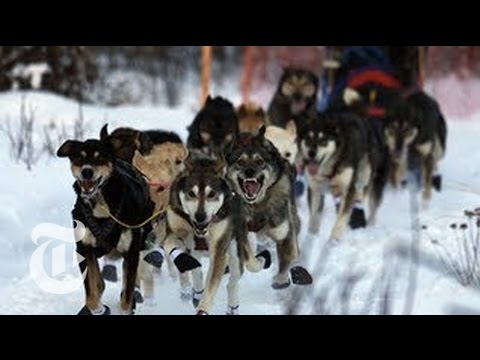 Video: 2013 Iditarod zmagovalec Mitch Seavey in njegova ekipa psov