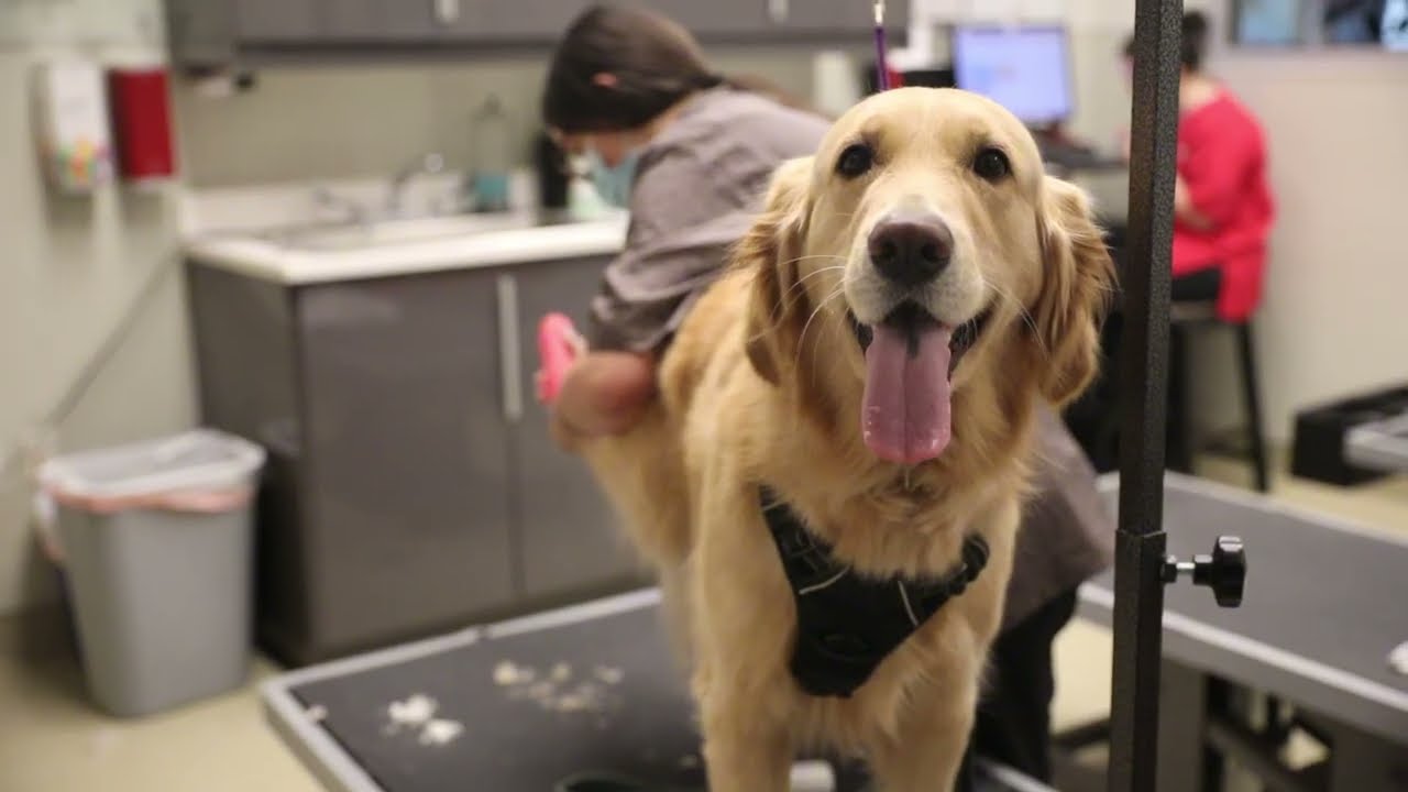 Seattle’s Trusted Dog Care: Grooming, Daycare & Boarding