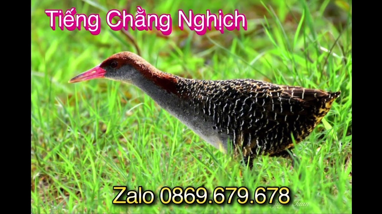 Tiếng Chằng Nghịch Bản Víp Đánh Cạnh Tranh Kinh Tế Vụ Chim Tháng 3 Năm 2026.