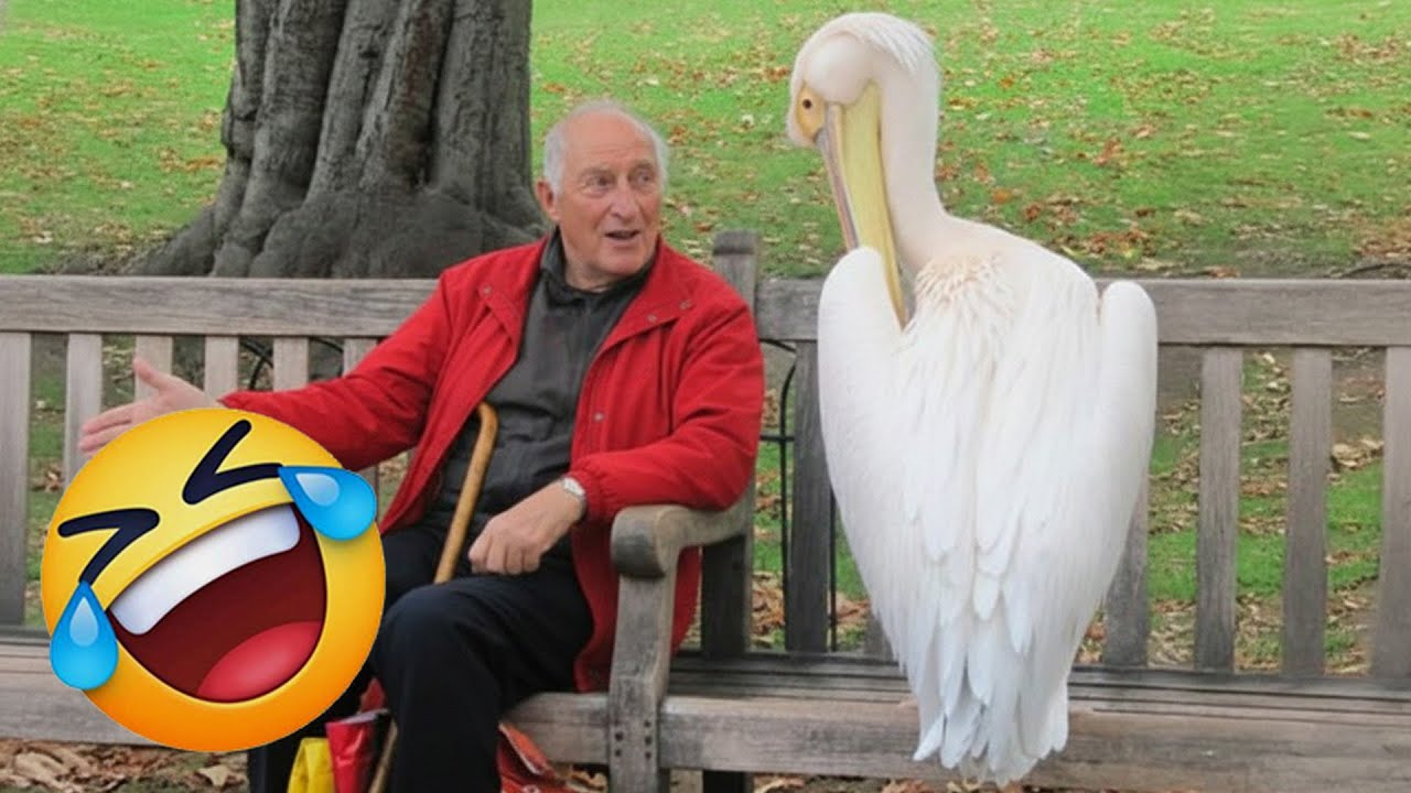 The Funniest ANIMALS of 2026 So Far 🤩 NEW Funny Animal Videos 🐸 #animals #funnydogs #funnycats