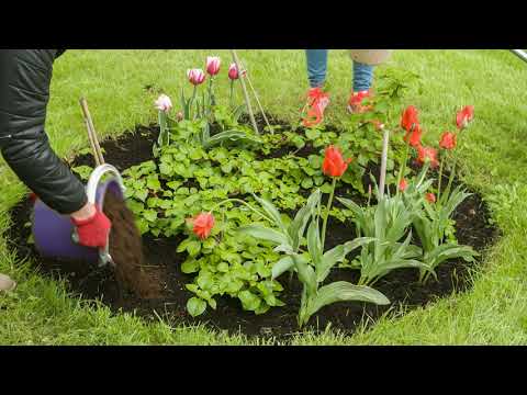 Video: Dārza Gabals Uz Kūdras Augsnes