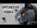 ✔ Британская кошка  –  красавица с массивным телом, полными щеками и короткой плюшевой шерстью