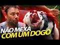 DOGO ARGENTINO, A MELHOR ESCOLHA PARA PROTEGER SUA CASA! | RICHARD RASMUSSEN