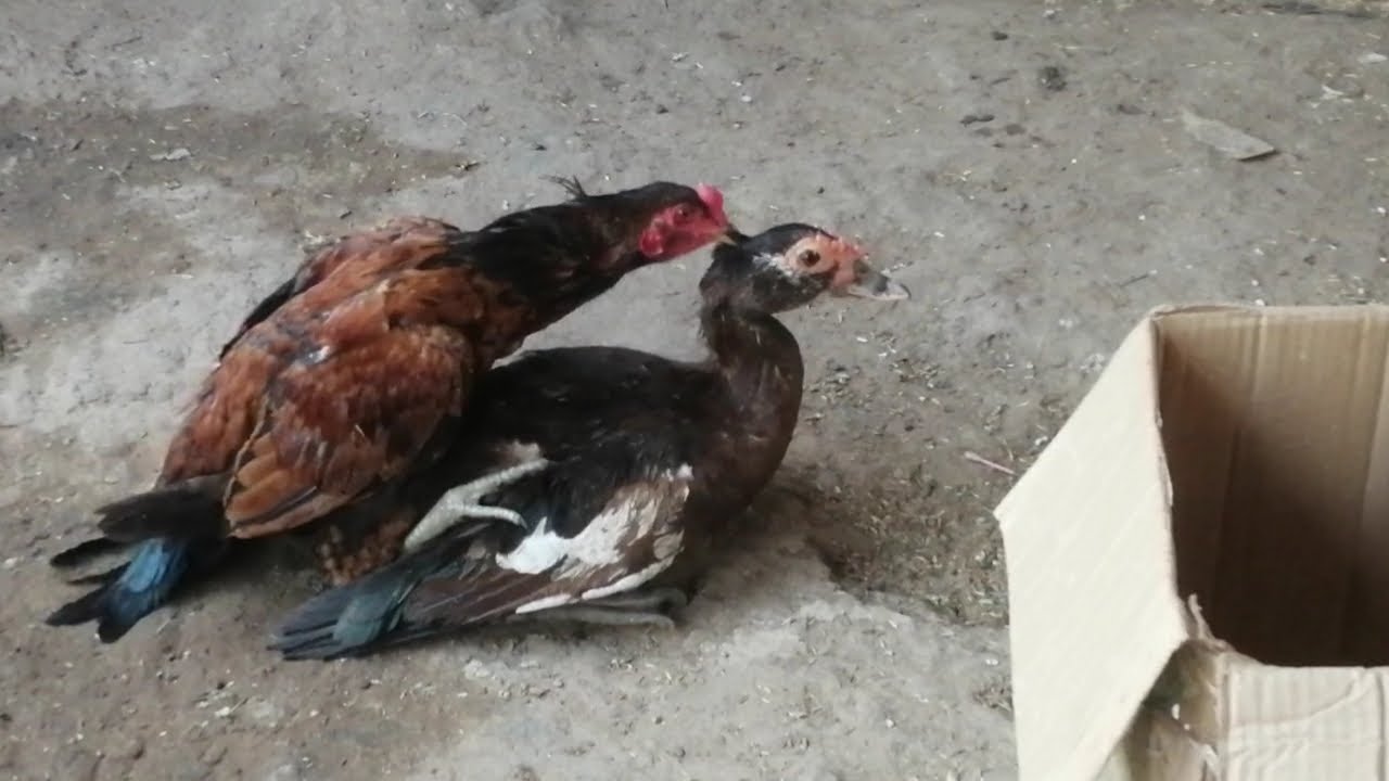 Chicken Mating With Duck Youtube