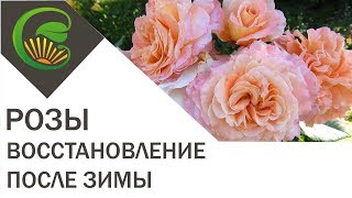 видео Розы после зимы почернели что делать?