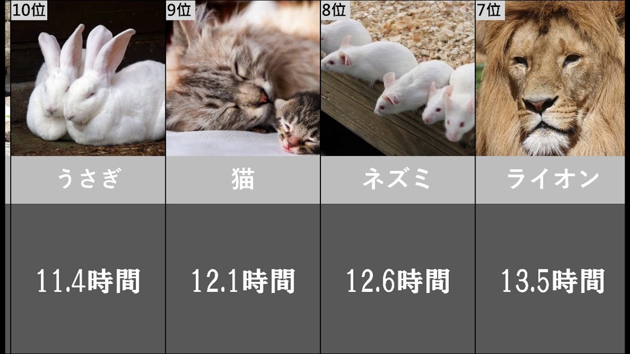 動物の睡眠時間ランキング【ランキング】 【比較】 YouTube