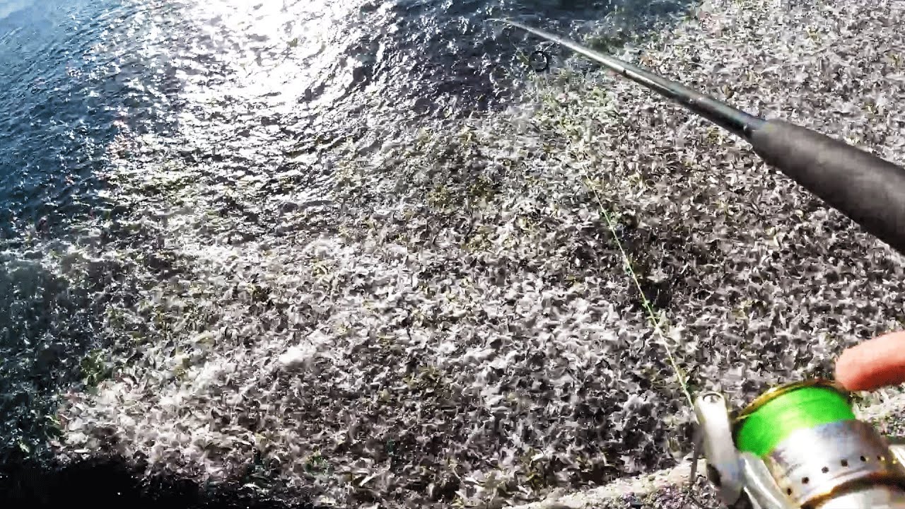 街中の港で絶景、チャンネル史上最大のミラクルが！？【泳がせ釣り】