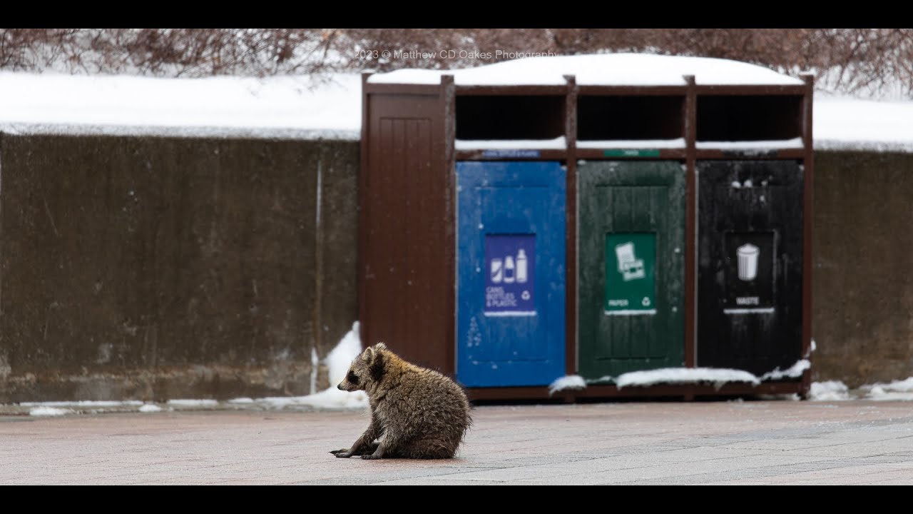 Raccoon with issues in front of Government Building