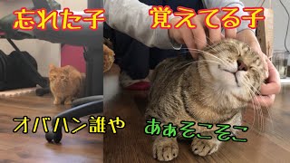 久しぶりのママ主を忘れた猫と覚えてる猫の違いw Youtube 久しぶりのママ主を忘れた猫と覚えてる猫の違いw Youtube