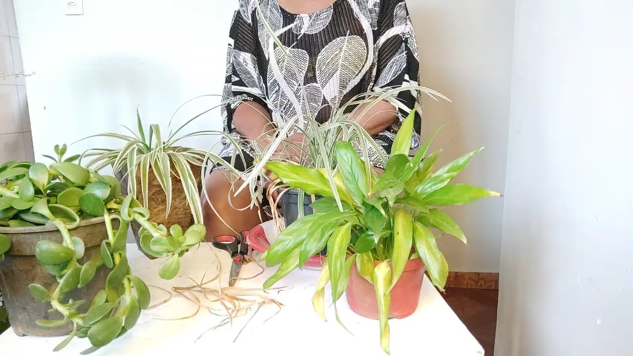 Salvando minhas plantinhas.