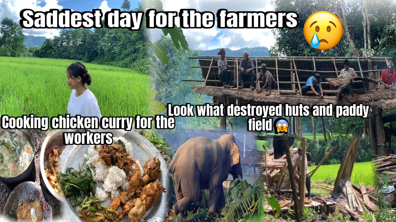 Sad News for the farmers 🥹Look who came and destroyed huts and paddy fields in our village 🥹