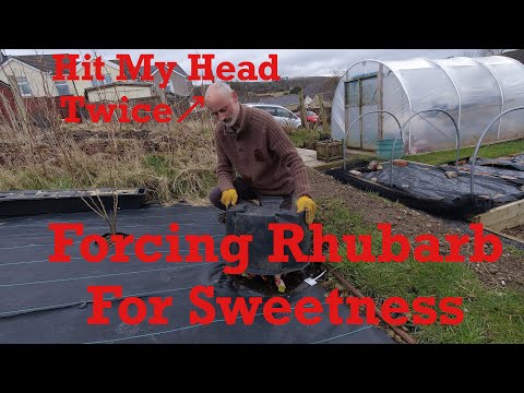 Vídeo: Forçando ruibarbo no inverno - Como obter plantas de ruibarbo precoces