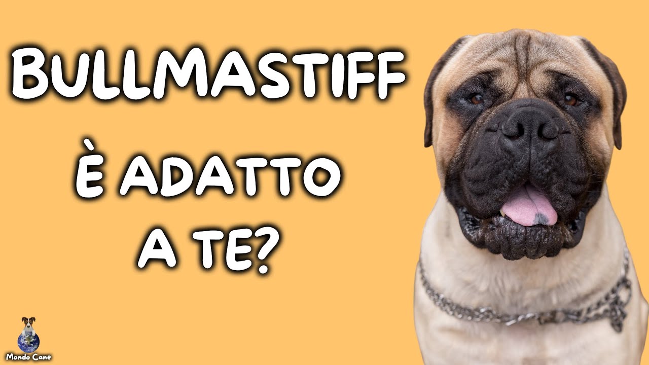 Bullmastiff - informazioni sulla razza Bullmastiff