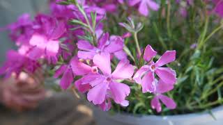 Phlox 'McDaniels Cushion' - Top Tips!
