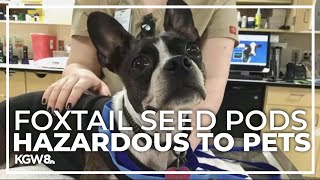 Foxtail season dangerous for pets, Oregon veterinarians warn