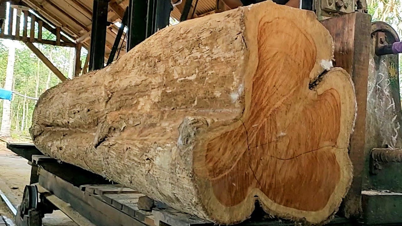 sawing old teak logs full of beautiful and dense fibers into quality ...